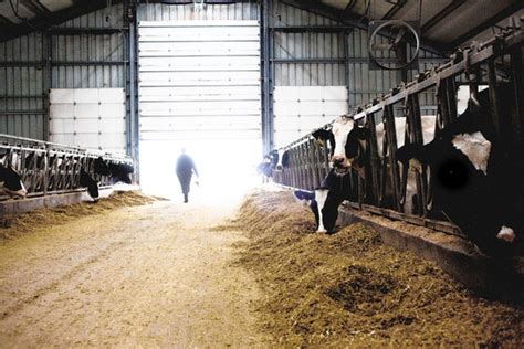 Dutch Dairy Farmers Pursued Dream of Riches in the U.S., Now。